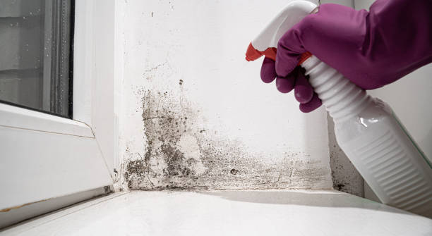 Best Water damage cleanup near me  in Norman Park, GA